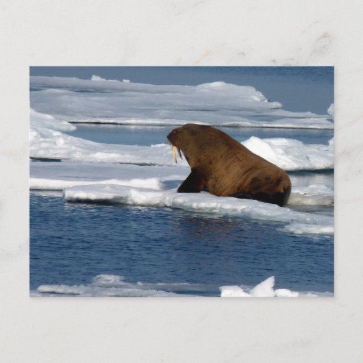 Walrus im Arktischen Ozean Postkarte (Vorderseite)