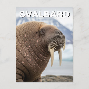 Walrus in Svalbard Norwegen Postkarte