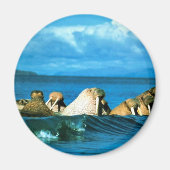 Walrus Magnet (Vorne)