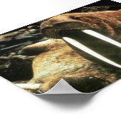 Walrus Male Poster (Ecke)