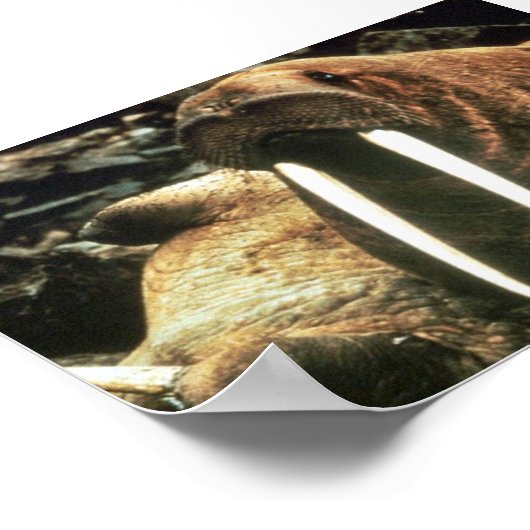 Walrus Male Poster (Ecke)