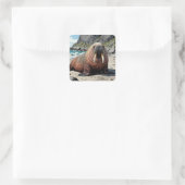 Walrus on a Sandy Beach  | Cute Animals Quadratischer Aufkleber (Tasche)