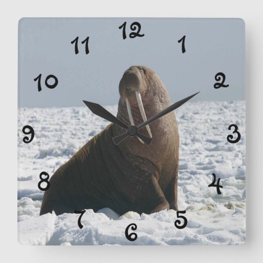 Walrus on Ice Quadratische Wanduhr (Vorderseite)