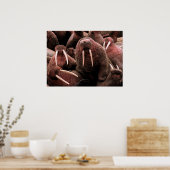 Walrus Poster (Küche)