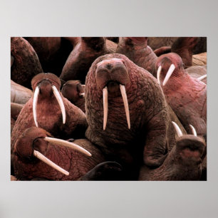 Walrus Poster