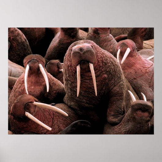 Walrus Poster (Vorne)