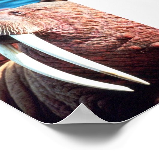 Walrus Poster (Ecke)