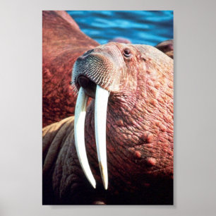 Walrus Poster