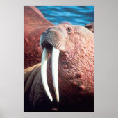 Walrus Poster (Vorne)