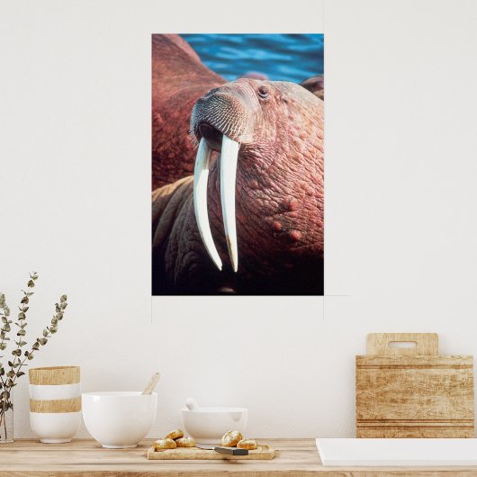 Walrus Poster (Küche)