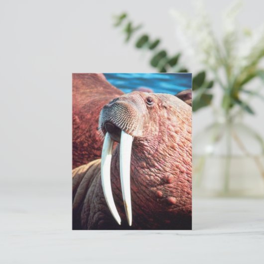 Walrus Postkarte (Stehend Vorderseite)