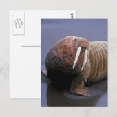 Walrus Postkarte (Vorne/Hinten)
