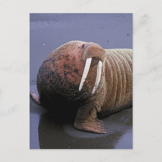 Walrus Postkarte (Vorderseite)