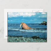 Walrus Postkarte (Vorne/Hinten)