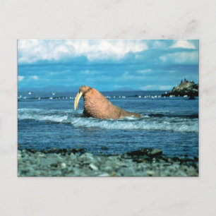 Walrus Postkarte