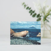 Walrus Postkarte (Stehend Vorderseite)