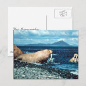 Walrus Postkarte (Vorne/Hinten)