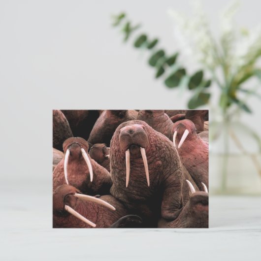 Walrus Postkarte (Stehend Vorderseite)