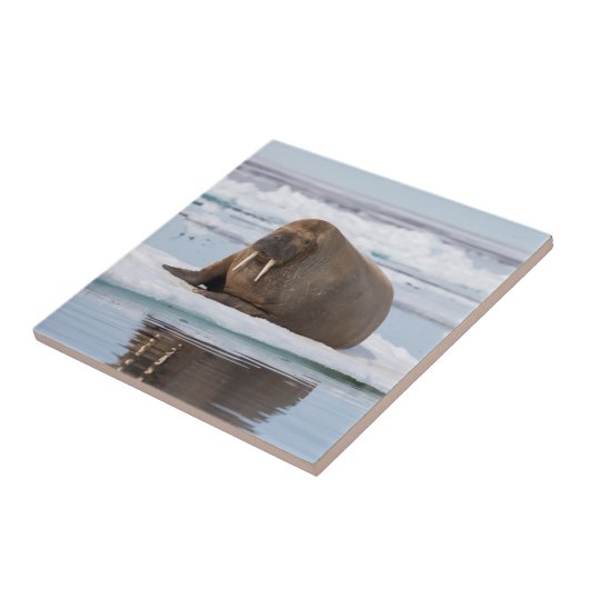 Walrus ruht auf Eis, Norwegen Fliese (Seite)