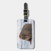 Walrus ruht auf Eis, Norwegen Gepäckanhänger (Vorderseite vertikal)