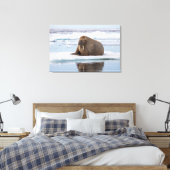 Walrus ruht auf Eis, Norwegen Leinwanddruck (Insitu (Schlafzimmer))