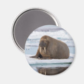 Walrus ruht auf Eis, Norwegen Magnet (Vorderseite/Rückseite)