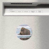 Walrus ruht auf Eis, Norwegen Magnet (In Situ (Geschirrspüler))