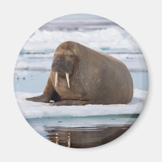 Walrus ruht auf Eis, Norwegen Magnet (Vorne)