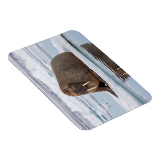 Walrus ruht auf Eis, Norwegen Magnet (Rechte Seite)