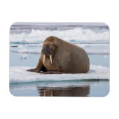 Walrus ruht auf Eis, Norwegen Magnet (Horizontal)