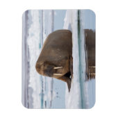 Walrus ruht auf Eis, Norwegen Magnet (Vertikal)