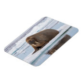 Walrus ruht auf Eis, Norwegen Magnet (Linke Seite)