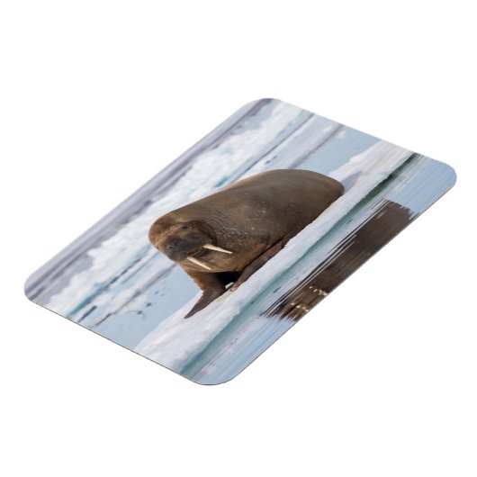 Walrus ruht auf Eis, Norwegen Magnet (Linke Seite)