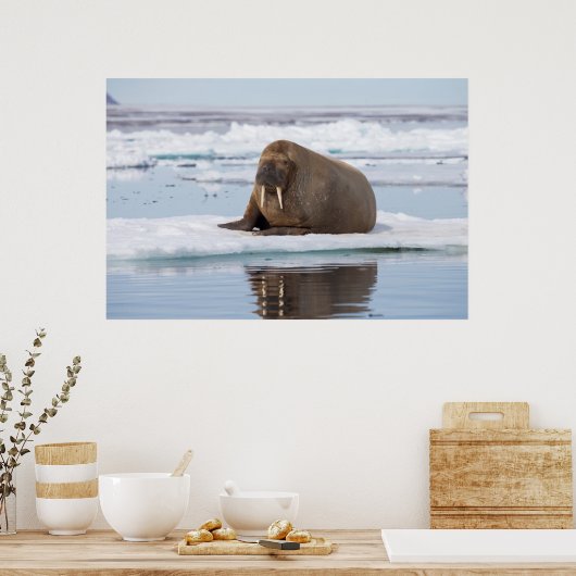 Walrus ruht auf Eis, Norwegen Poster (Küche)