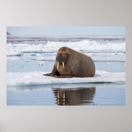 Walrus ruht auf Eis, Norwegen Poster (Vorne)
