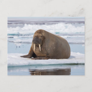 Walrus ruht auf Eis, Norwegen Postkarte