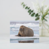 Walrus ruht auf Eis, Norwegen Postkarte (Stehend Vorderseite)