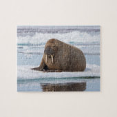Walrus ruht auf Eis, Norwegen Puzzle (Horizontal)