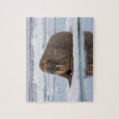 Walrus ruht auf Eis, Norwegen Puzzle (Vertikal)
