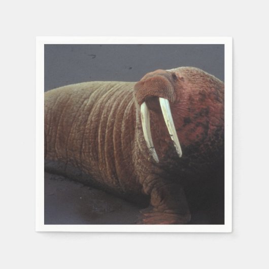 Walrus Serviette (Vorderseite)
