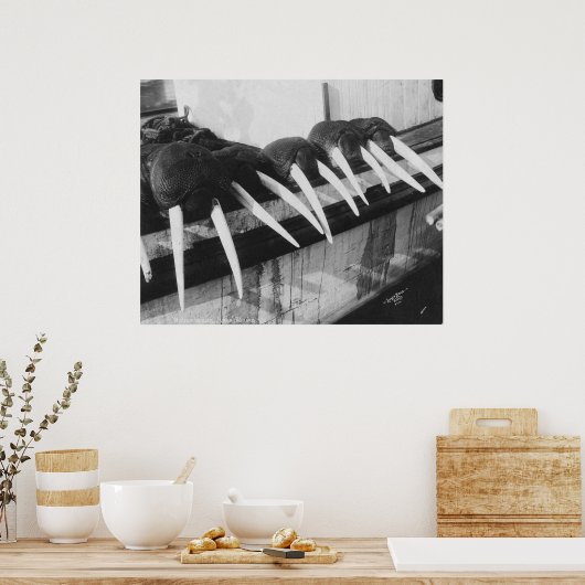 Walrus Tusks: 1931 Poster (Küche)