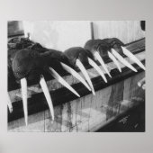 Walrus Tusks: 1931 Poster (Vorne)