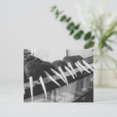 Walrus Tusks: 1931 Postkarte (Stehend Vorderseite)