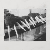 Walrus Tusks: 1931 Postkarte (Vorderseite)