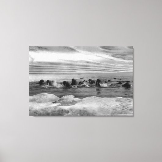 Walrus unter den Eisschollen in der Beringsee Leinwanddruck (Vorderseite)