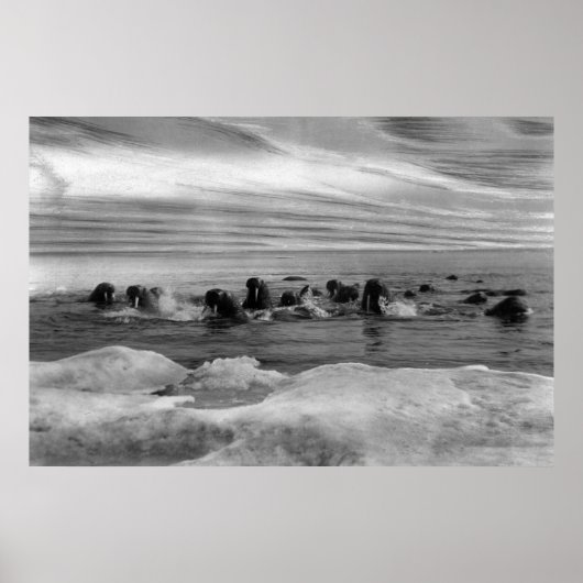 Walrus unter den Eisschollen in der Beringsee Poster (Vorne)