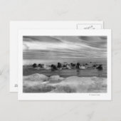 Walrus unter den Eisschollen in der Beringsee Postkarte (Vorne/Hinten)