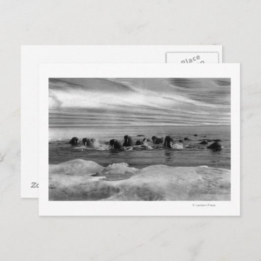 Walrus unter den Eisschollen in der Beringsee Postkarte (Vorne/Hinten)