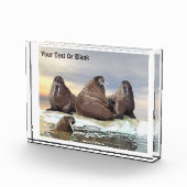 Walrus - Vier Brüder Fotoblock (Rechts)