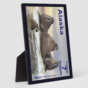 Walrus - Vier Brüder Fotoplatte